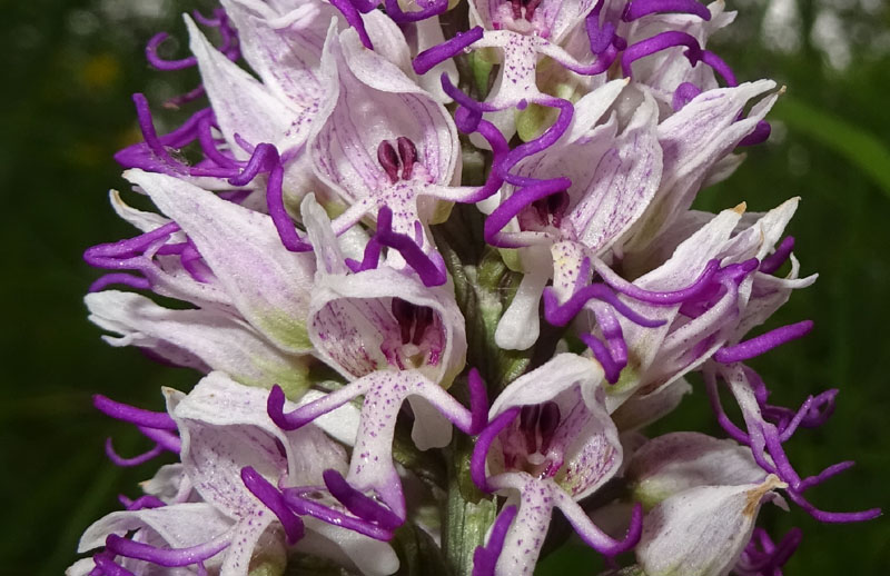 Orchis simia